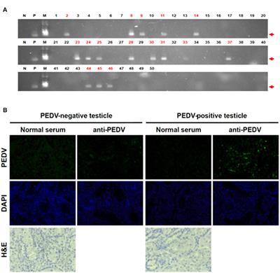 Transplacental Transmission of Porcine Epidemic Diarrhea Virus